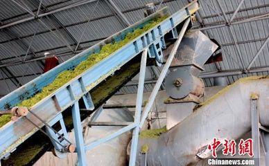 青海创新燕麦饲草机械化烘干技术 品质达到澳洲燕麦钻石级别